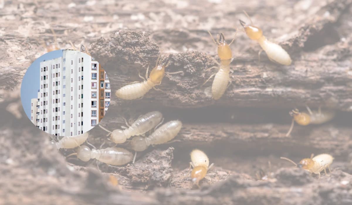 Pest Control